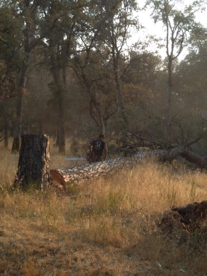 Forest management work beside freshly cut timber
